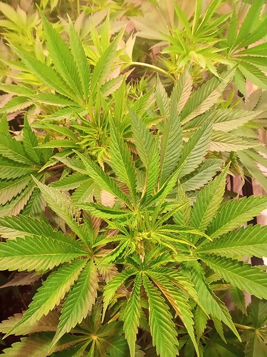 Growreport Bild 50