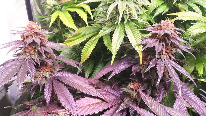 Growreport Bild 8