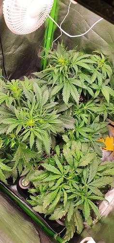 Growreport Bild 2
