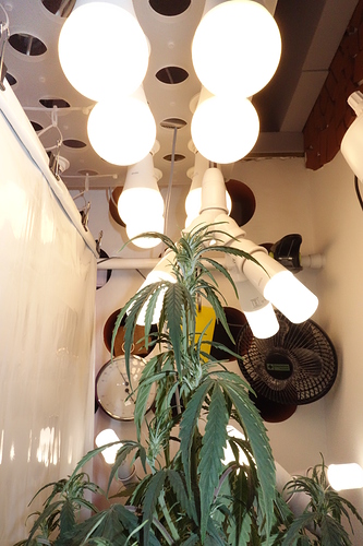 Growreport Bild 17