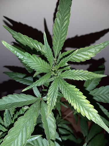 Growreport Bild 15
