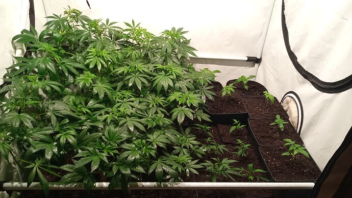 Growreport Bild 49