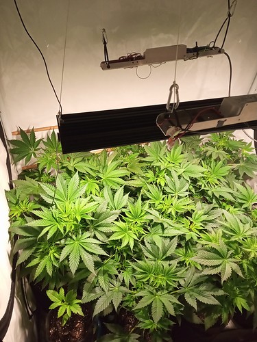 Growreport Bild 54