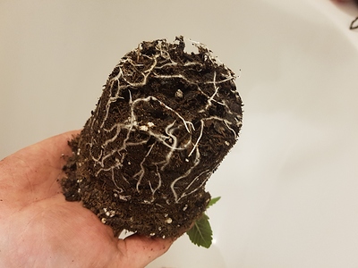 Growreport Bild 3