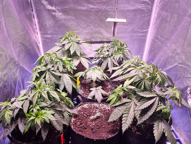 Growreport Bild 51