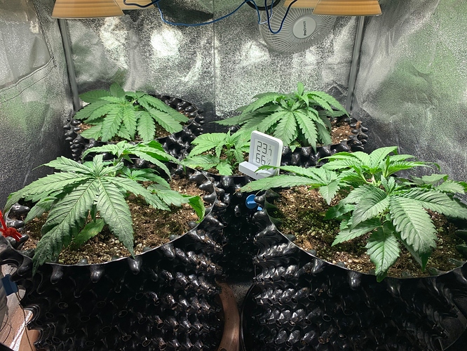 Growreport Bild 1