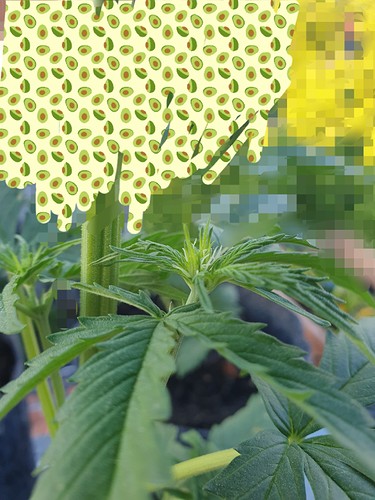 Growreport Bild 1