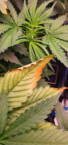 Growreport Bild 4