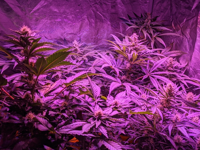 Growreport Bild 2