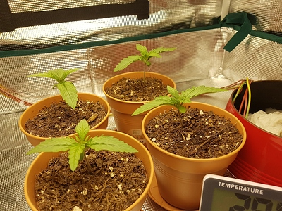 Growreport Bild 2