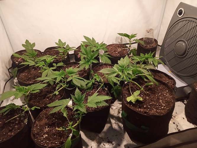 Growreport Bild 17