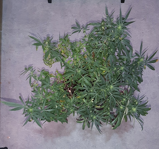Growreport Bild 2