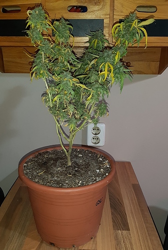 Growreport Bild 1