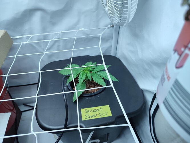 Growreport Bild 44