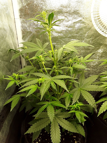 Growreport Bild 14