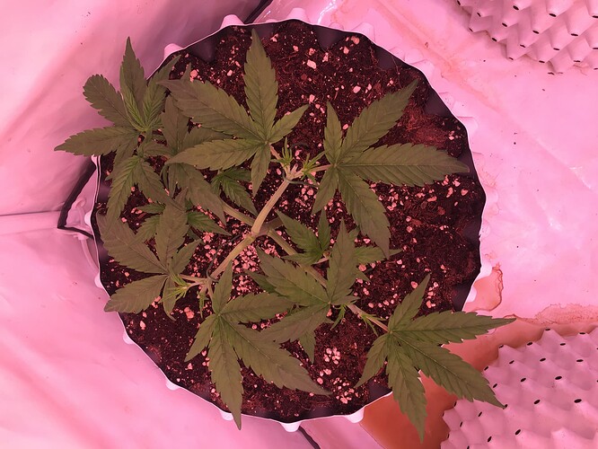 Growreport Bild 1
