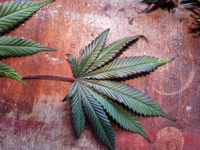 Growreport Bild 25