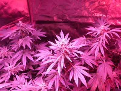 Growreport Bild 18