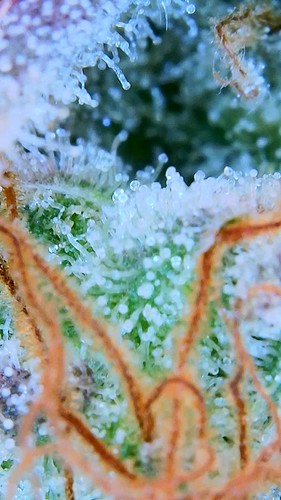 Growreport Bild 32