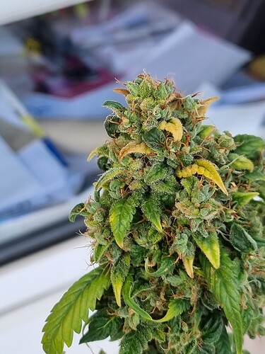 Growreport Bild 4