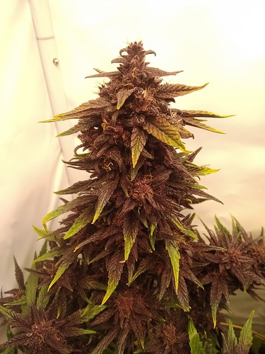 Growreport Bild 7