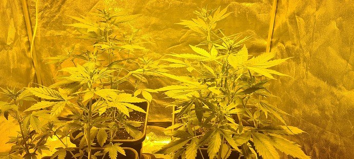 Growreport Bild 3
