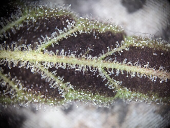 Growreport Bild 17