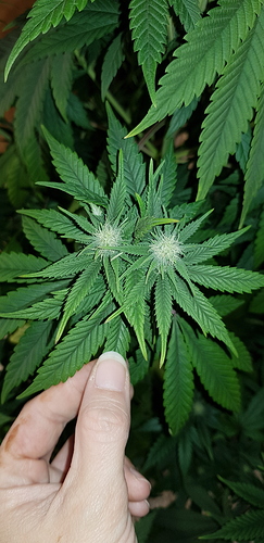 Growreport Bild 7