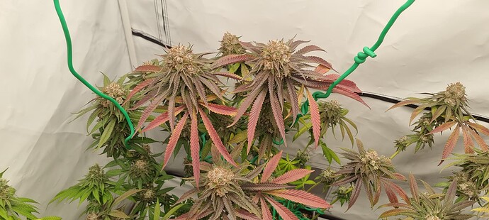 Growreport Bild 5