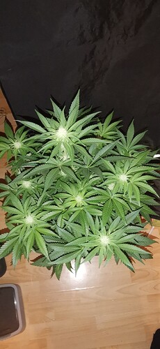 Growreport Bild 27