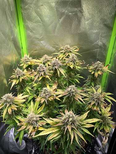 Growreport Bild 2