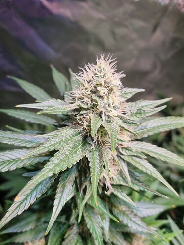 Growreport Bild 23