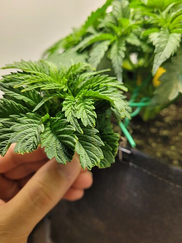 Growreport Bild 9