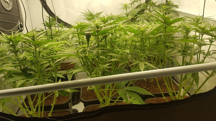 Growreport Bild 1
