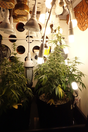 Growreport Bild 11