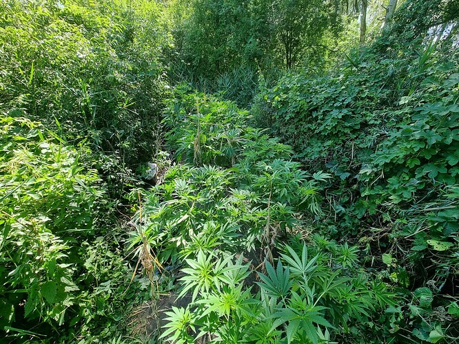 Growreport Bild 8