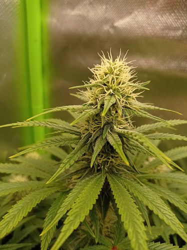 Growreport Bild 1