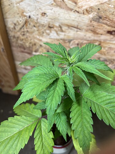 Growreport Bild 8