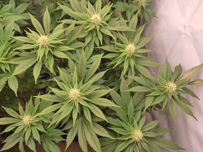 Growreport Bild 7