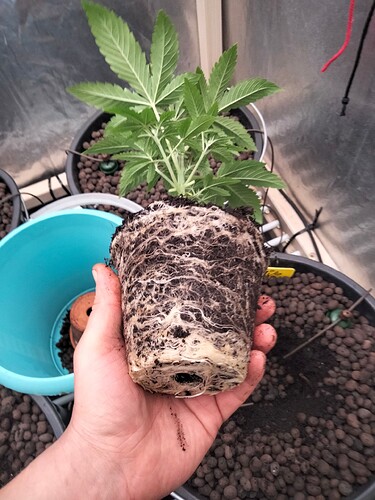 Growreport Bild 3