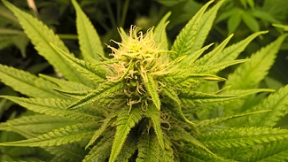 Growreport Bild 2