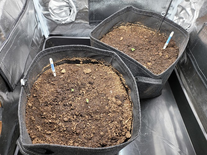 Growreport Bild 3