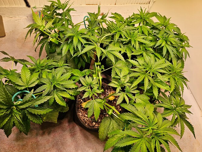 Growreport Bild 9