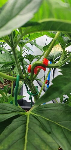 Growreport Bild 4