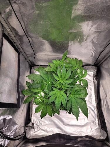 Growreport Bild 6