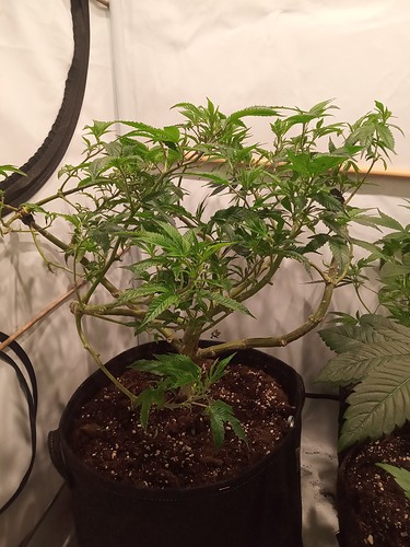 Growreport Bild 5