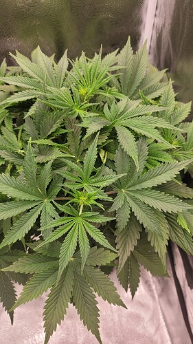 Growreport Bild 5