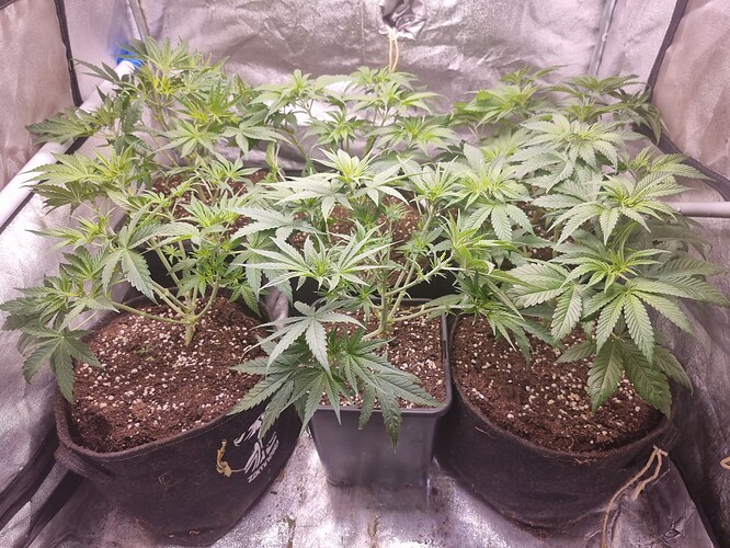 Growreport Bild 4