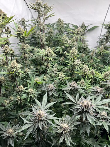 Growreport Bild 4