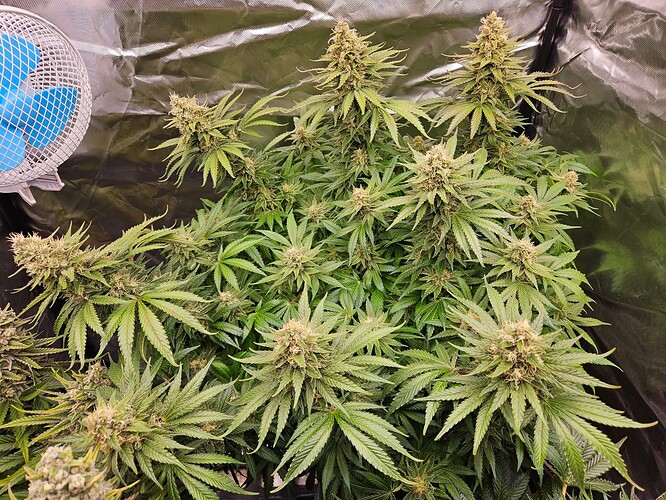 Growreport Bild 19